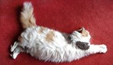 Pet Stain Removal - Carpet Cleaning Lacey